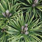 Pinus mugo Mops : H 25/30 cm : ctr 4 L